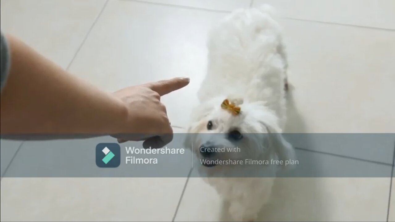 New Best Basic Dog Training Effective 2021