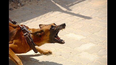 How to train dog fully agressive