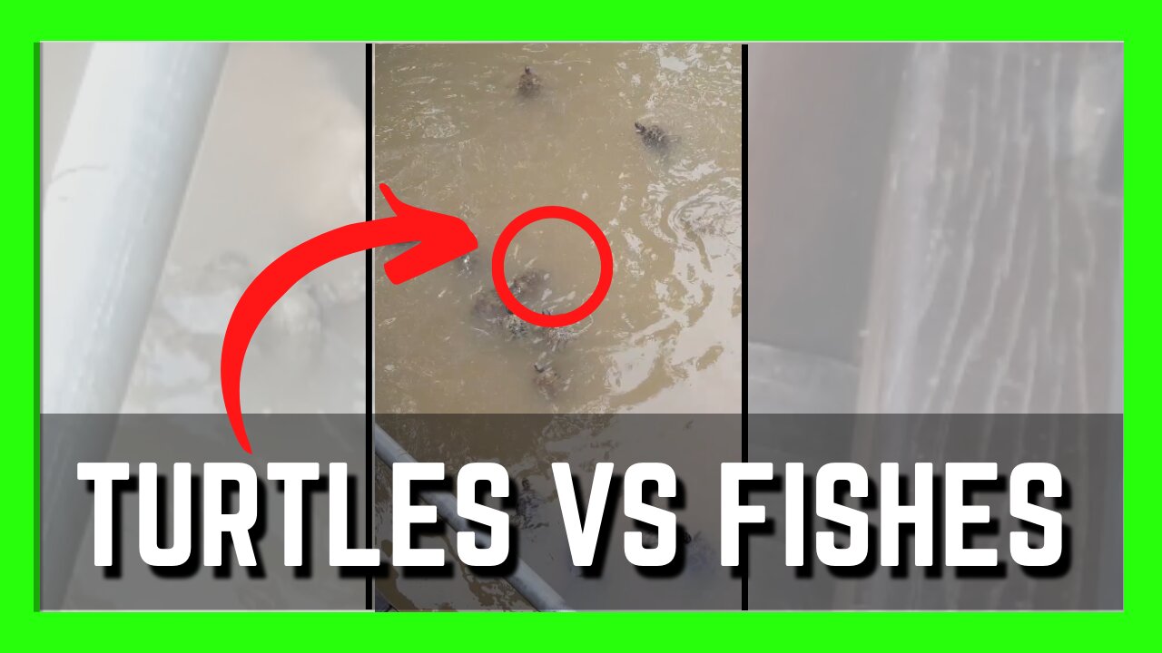Feeding Turtles But It Seems That Fishes Are Faster | Cute Animals