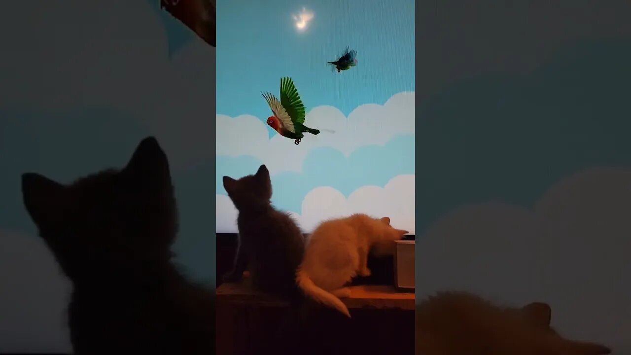 Kitten gets scared of bird and falls, he is ok #kitten #cute