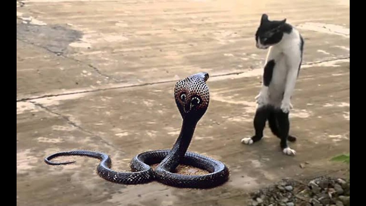 Street cat vs king cobra