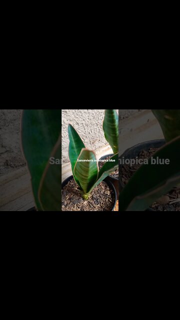 sansevieria#shorts