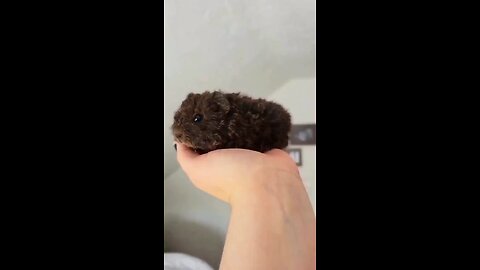 Baby texel guinea pig finds her voice