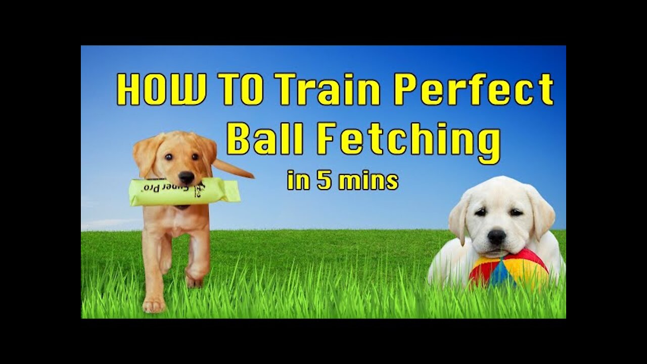 How To Train Your Dog To FETCH Perfectly! (Dog Training Tutorial)
