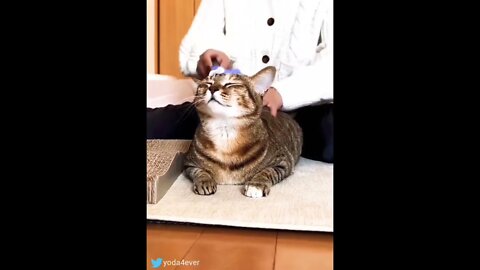 Oh yes, that's the spot..🐈💆😍