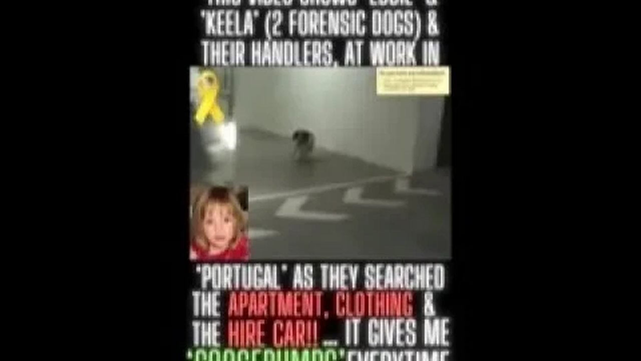 💛 ‘MADELEINE McCANN’ “THIS VIDEO SHOWS THE SNIFFER DOGS AT WORK AS THEY SEARCH THE EVIDENCE”!! 💛