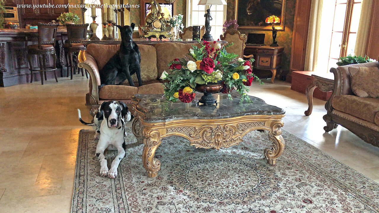 Well Behaved Great Dane and Puppy Sit and Lay Down