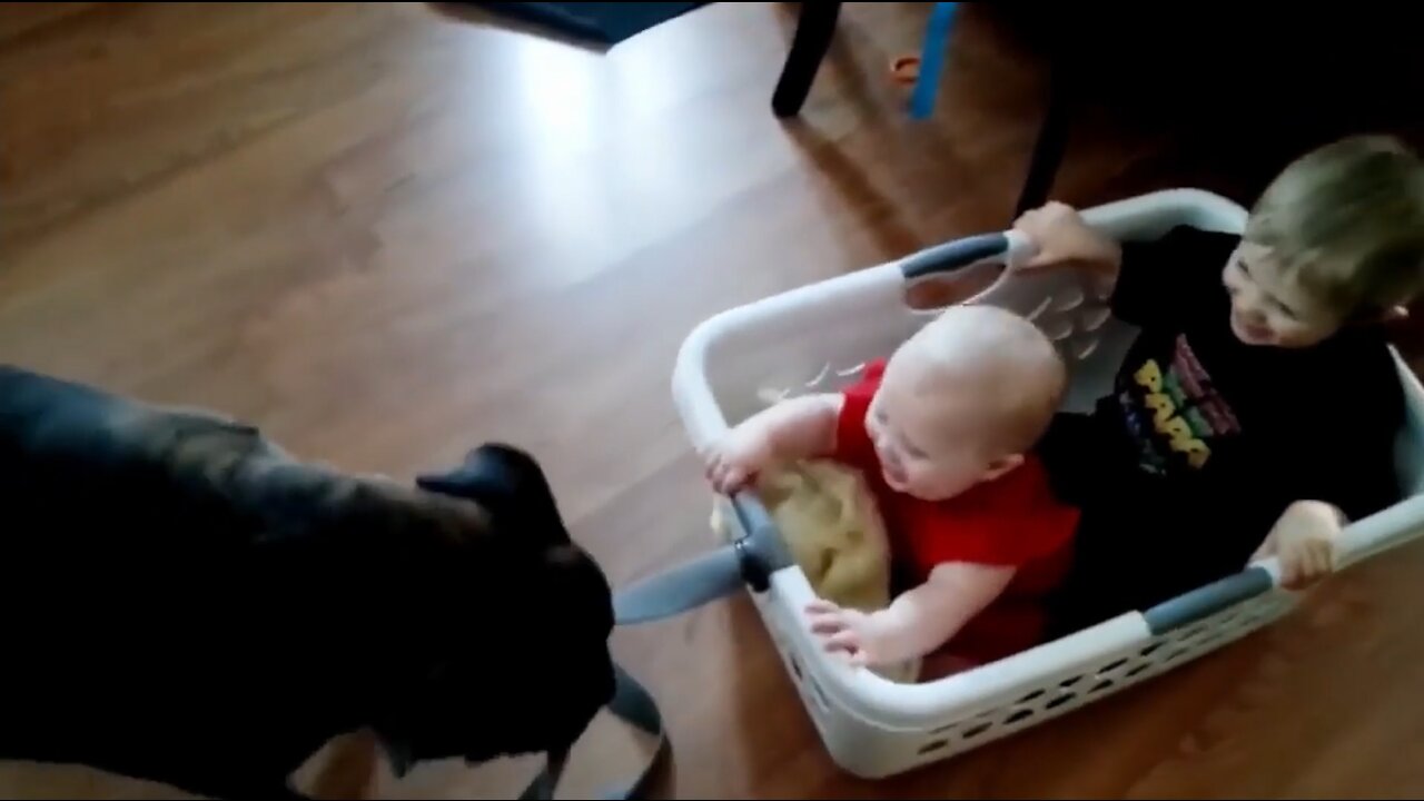 Babies and Dogs Funny Video #3