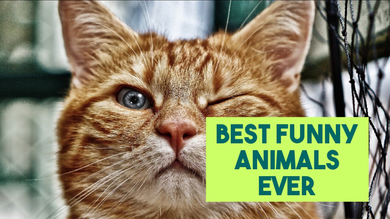Top funniest animals