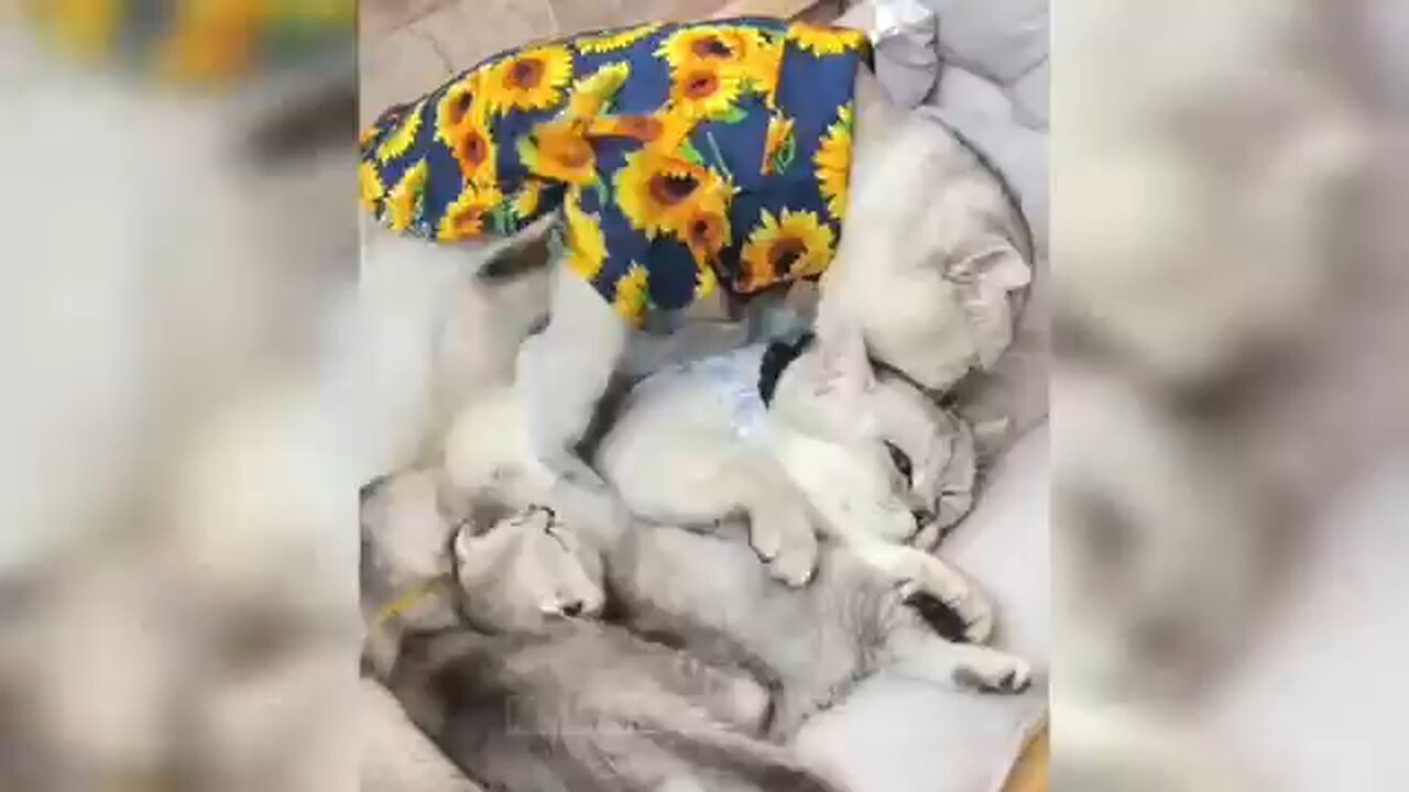 funny animal videos