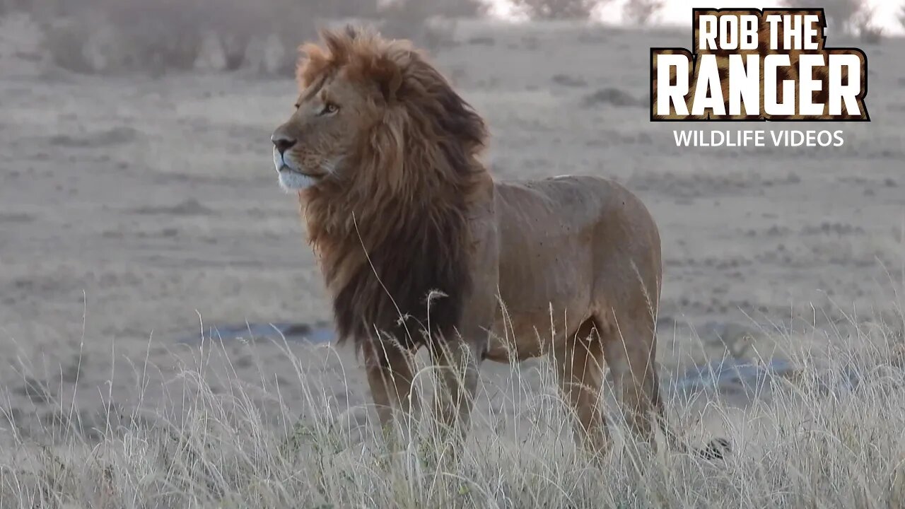 Lion Pride At Dusk | Lalashe Maasai Mara safari