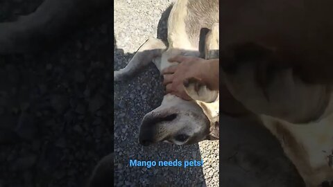 Mango, the neighbor's #dog, came by for some #pets #dogs