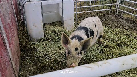 Graham Family Farm: 9:00 AM December 21st 2024