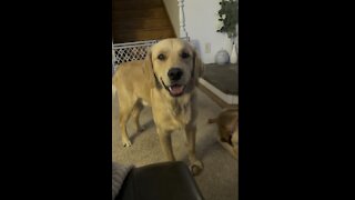 Golden retriever looks at owner with a funny face.