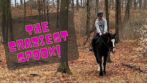 The Craziest Spook From A Baby Horse!