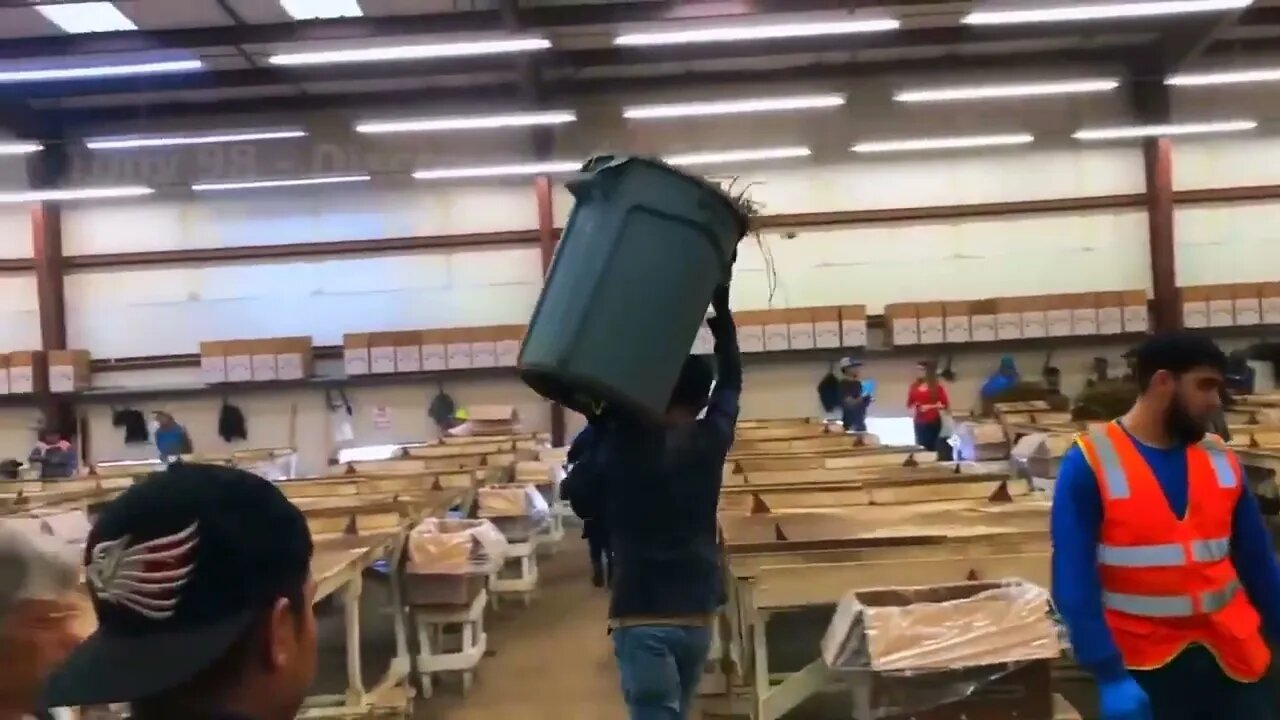 How To Produce Billions Of Strawberries In California