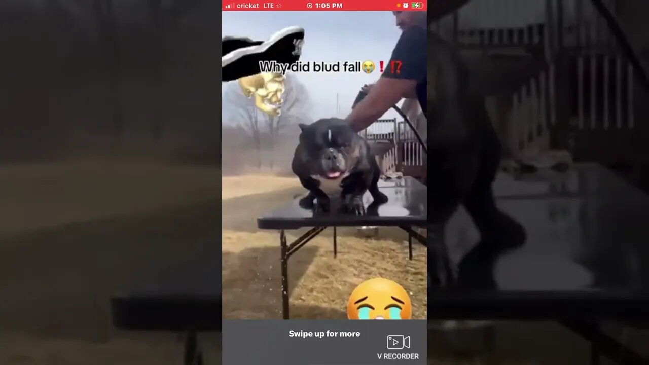 Dog 🐶 getting a wash and falls off table backwards #dog #cute