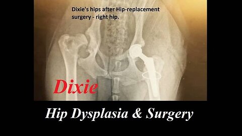 A Labrador named Dixie overcomes hip dysplasia and failed surgery