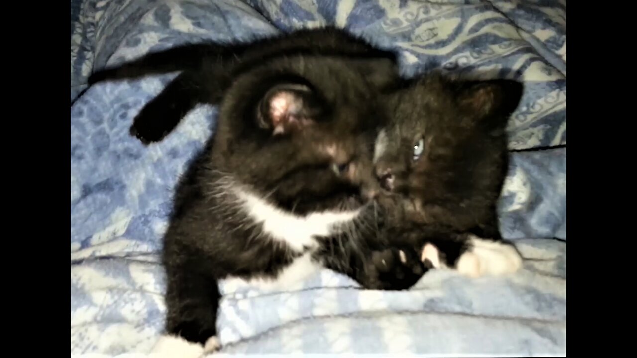 🐈Emma & Adam when they were 5 weeks old.🐈生後5週目のEmma＆Adam .😺