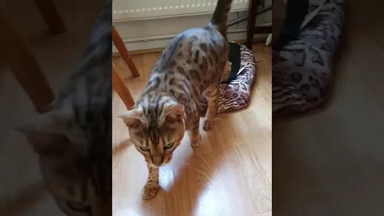 His bed fell on the floor...