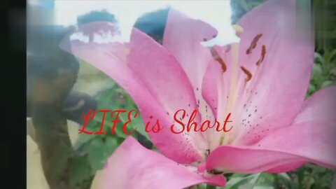 Life is nothing