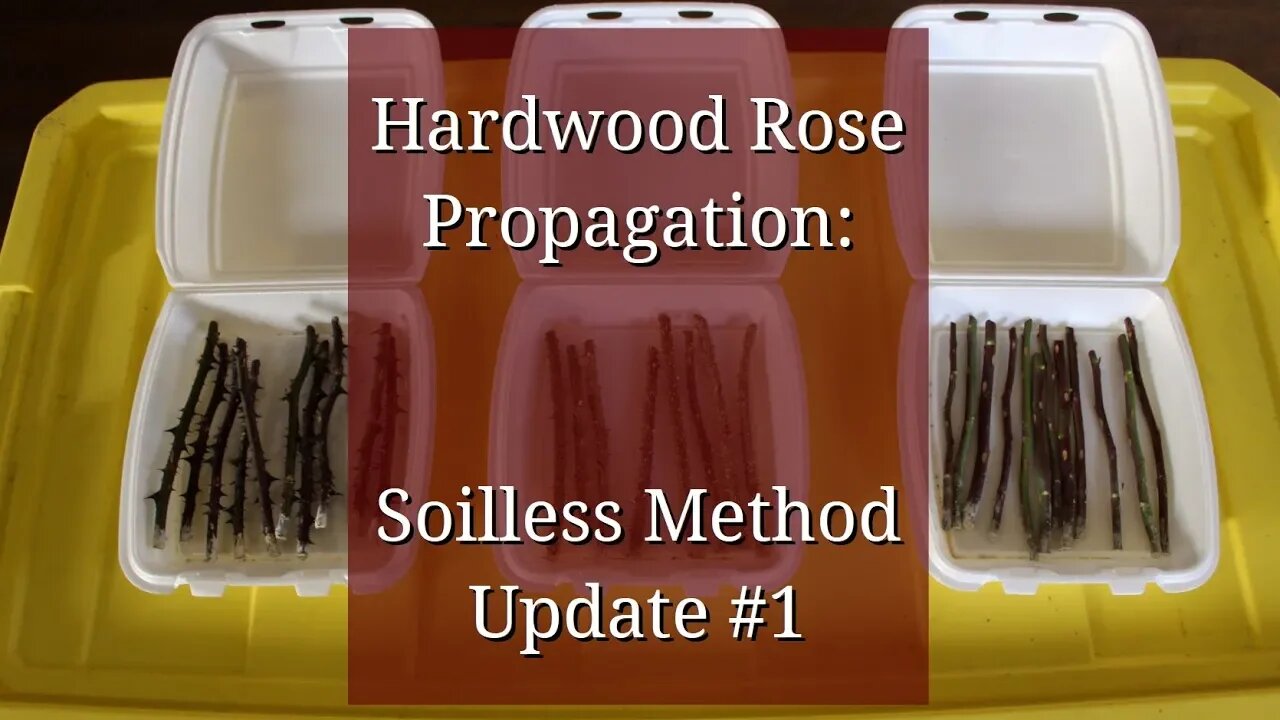 Hardwood Rose Propagation: Soilless Method Update #1