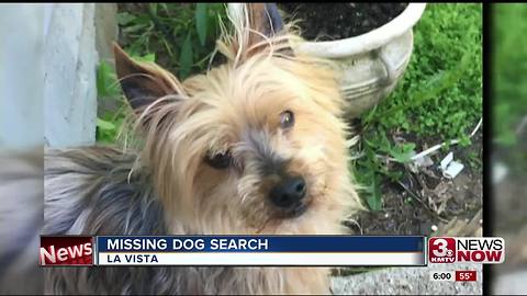 Found dog never returned to La Vista family