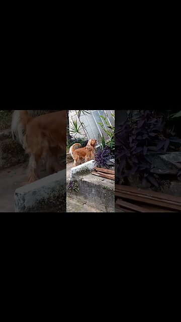 #dogshow, #amimals, #dogs, #shorts