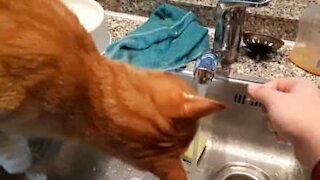 Quand son maître se lave les mains, son chat boit au robinet