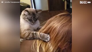 Gata aprende a escovar o cabelo da dona