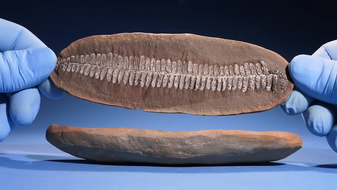 Cracking Open 100 Ultra-Rare Fossils_ Here_s What I Found_(1080P_HD