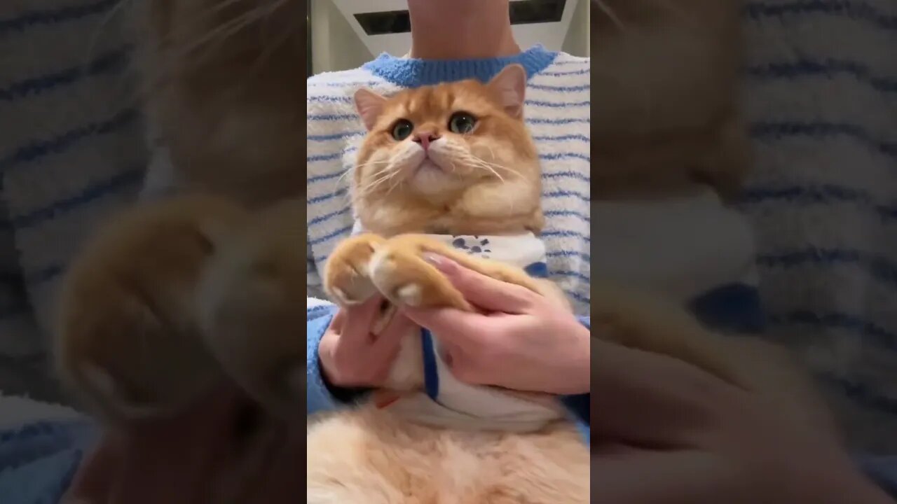 A Cat Has Learned To Play Wakawaka With It's Paws