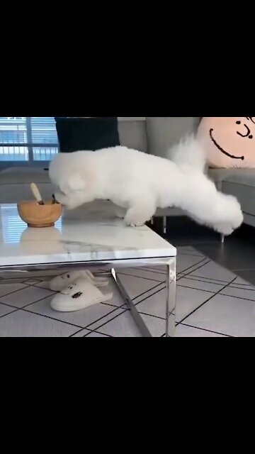 Cute Puppy Funny Dog Jumps to Reach the bowl