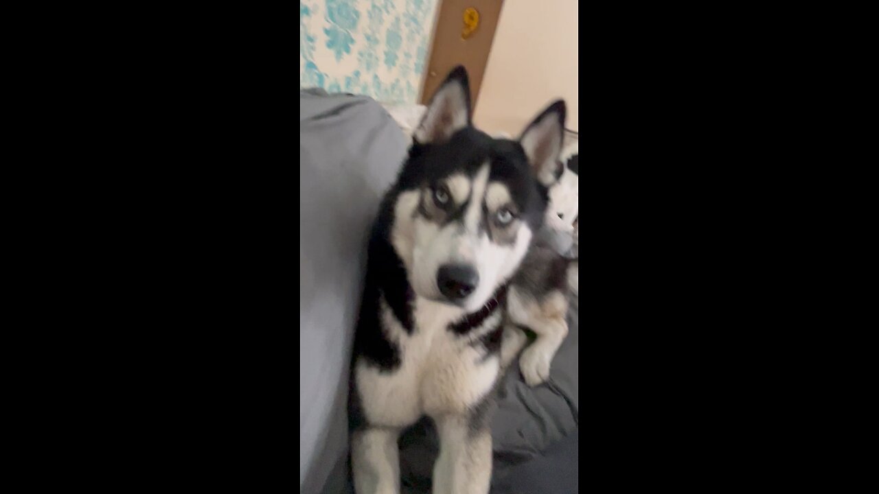 Husky gives the SILENT treatment