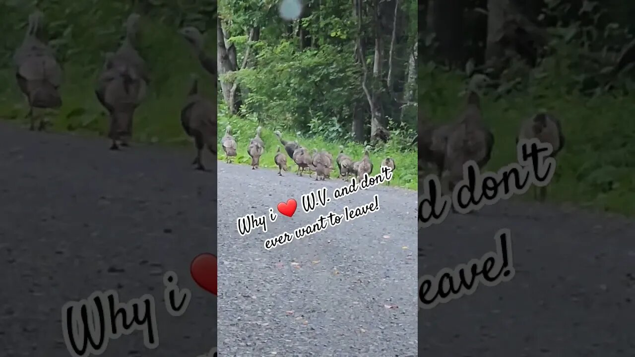 Wild Turkeys on WV back road #turkeys #usa #viral #shorts #short #nature #fyp #foryou #nature #jeep