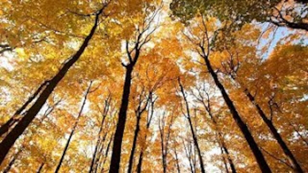Sleep Instantly with Nature Sounds Waterfall River Relaxation Meditation Relaxing River Sounds