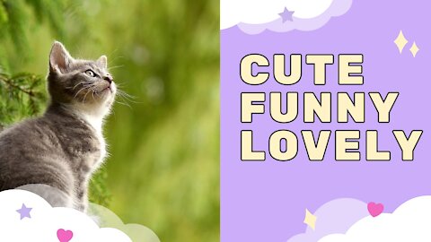 Do whatever it takes Not To Laugh - Funny Cats Reactions