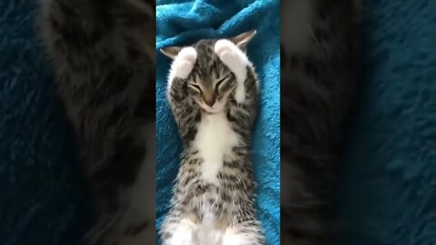 Put Your Paws On Your Head