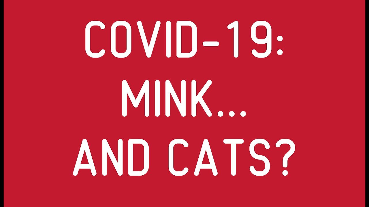 COVID-19: Mink... And Cats?