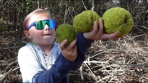 Osage Oranges?