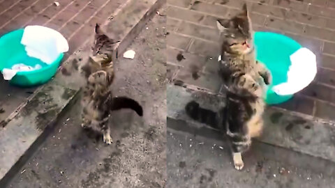 Funny Cat Dancing in Street