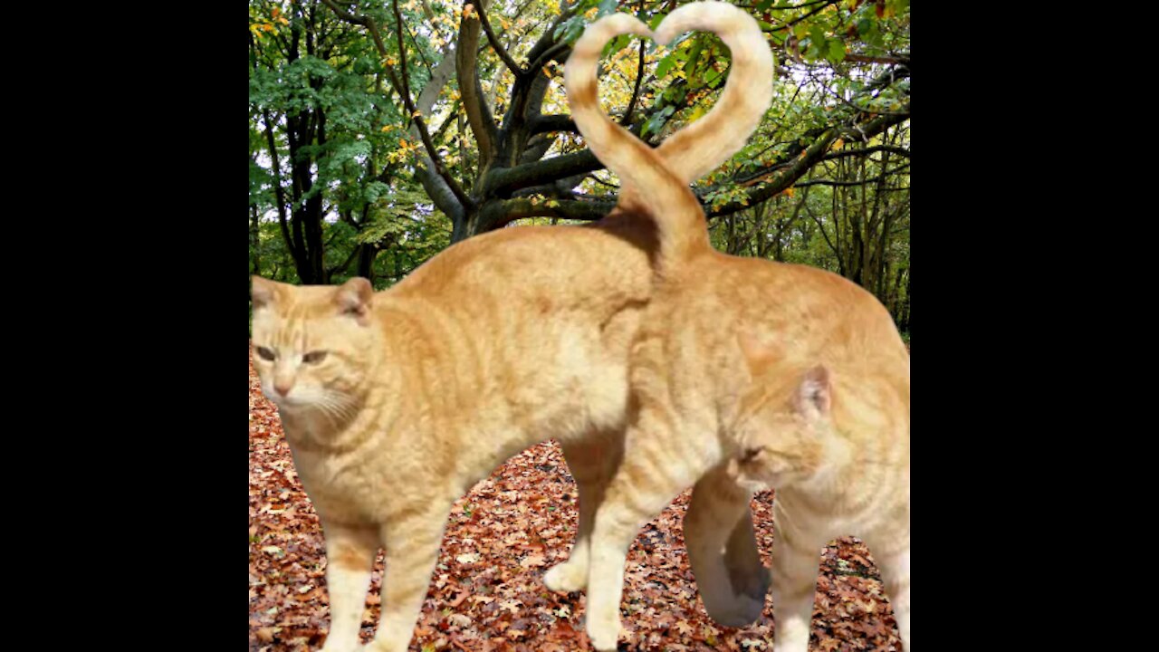 Funniest Cats . Don't try to hold back Laughter