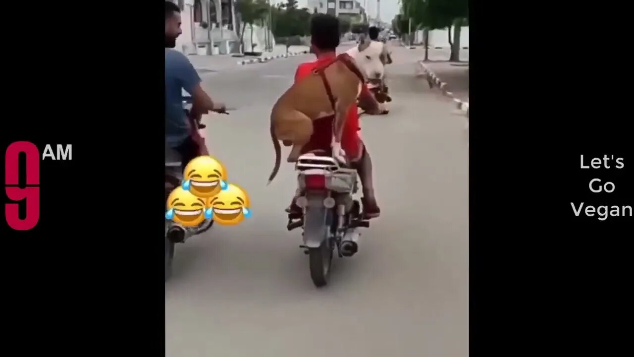 Try Not To Laugh Funny Videos - Funny Moments Of The Year Compilation 😆😆😆