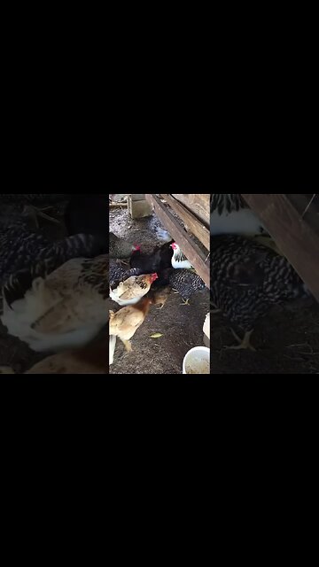 Can we all get along