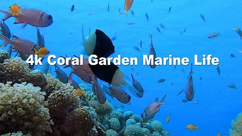 4k Coral Garden Marine Life | HD Video No Copy Right | Free Video