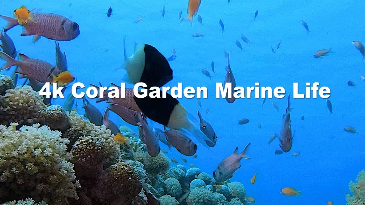 4k Coral Garden Marine Life | HD Video No Copy Right | Free Video