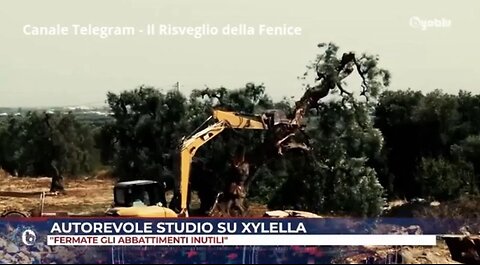 ITALIA, CIBO: Puglia Xylella e Olivi, truffa criminale, Agenda ONU WEF 2030