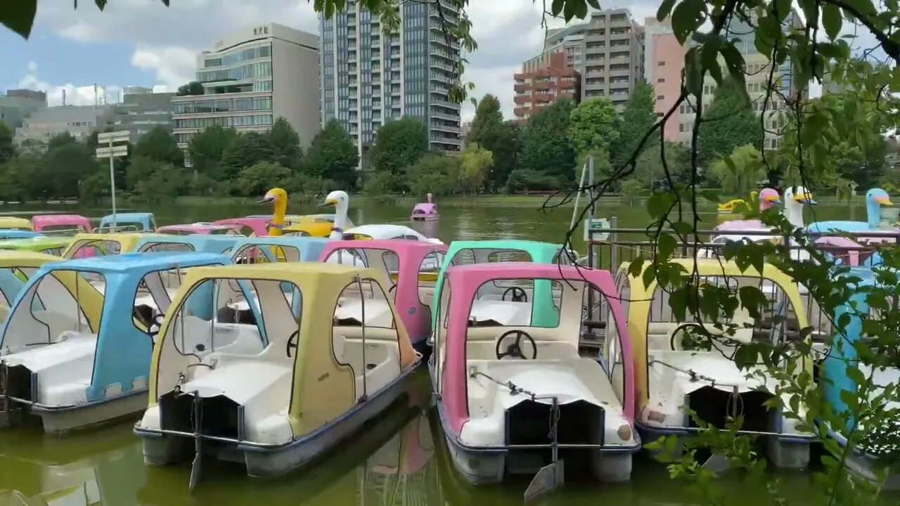 Walk Around Ueno Park Pond #tokyo #summer