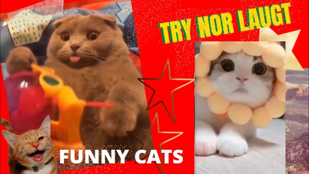 Funny Cats Laugh Alert Try not to laugh ... 18