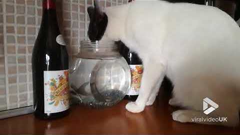 Cat drinks from fish bowl